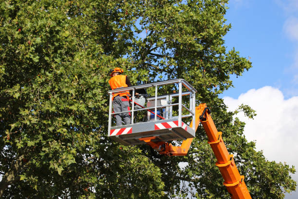 Best Tree Removal  in Kingston, WA